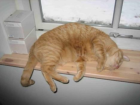 Blanding af racer Valdemar den Store - Bare karmen holder :-) billede 13