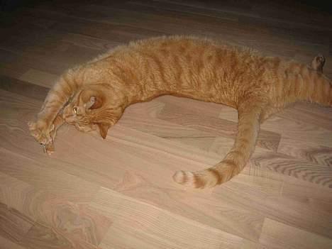 Blanding af racer Valdemar den Store - Så strækker vi os :-) billede 14