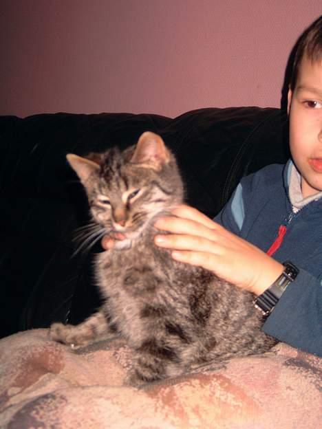 Blanding af racer hilmer - hilmer og martin billede 1