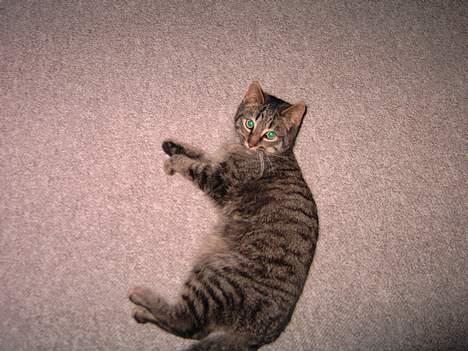 Blanding af racer hilmer - ligger lige og slapper af billede 4