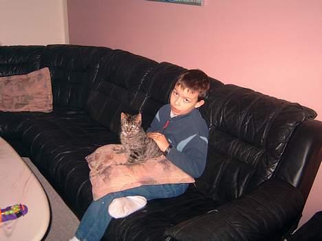 Blanding af racer hilmer billede 6