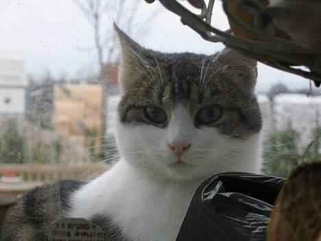 Blanding af racer Angel ' RIP  billede 14