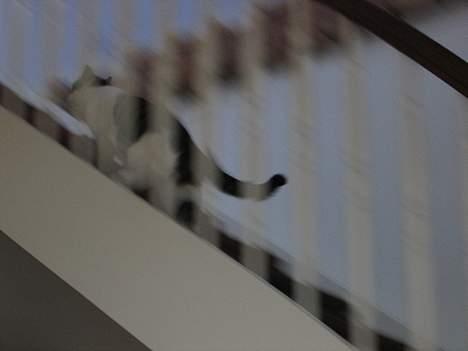 Blanding af racer Angel ' RIP  billede 15