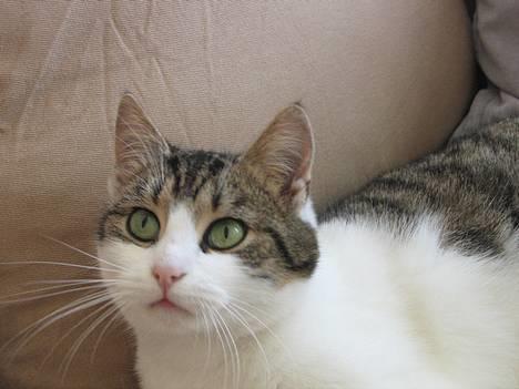 Blanding af racer Angel ' RIP  billede 16