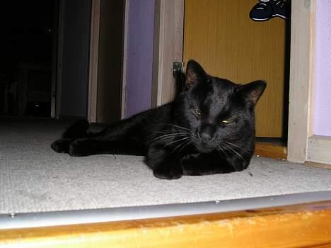 Blanding af racer Lucky (bette missen) billede 8