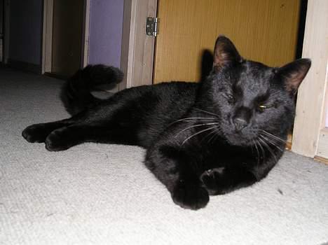 Blanding af racer Lucky (bette missen) billede 9