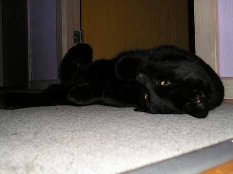 Blanding af racer Lucky (bette missen) billede 10