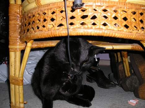 Blanding af racer Lucky (bette missen) billede 11