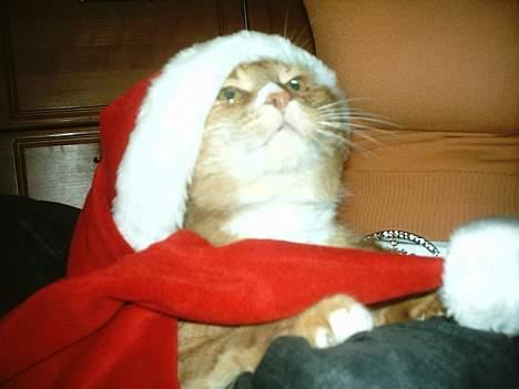 Blanding af racer Brian - nisse Brian billede 7