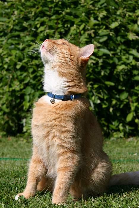 Blanding af racer Brian - hvad er der en godbid der oppe billede 8