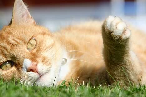 Blanding af racer Brian - hygge.... billede 9