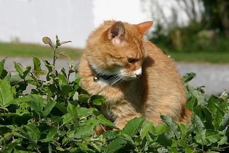 Blanding af racer Brian - uha.. mon busken holder til mig. billede 10