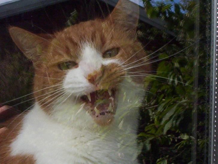 Huskat Mikki,<3 RIP - Heeeej, ! :D billede 1