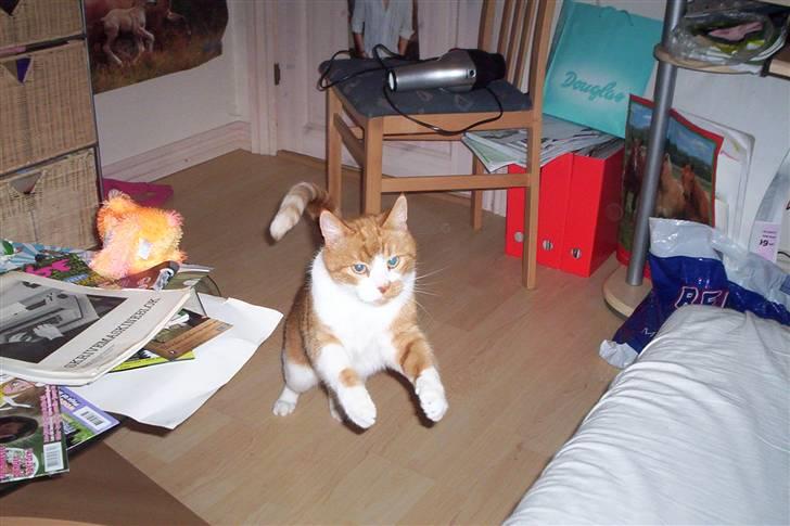 Huskat Mikki,<3 RIP - Mikki kommer springende, :p billede 2