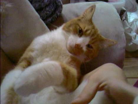 Huskat Mikki,<3 RIP billede 3