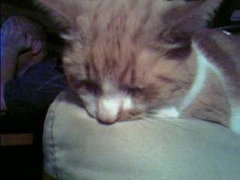 Huskat Mikki,<3 RIP - Ja, okay,. ? billede 4