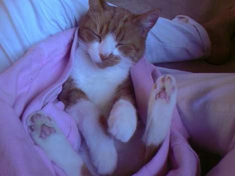 Huskat Mikki,<3 RIP billede 5