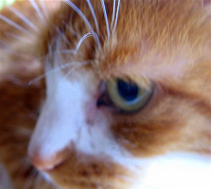 Huskat Mikki,<3 RIP billede 6