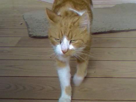 Huskat Mikki,<3 RIP - Godmorgen, ? :p billede 7