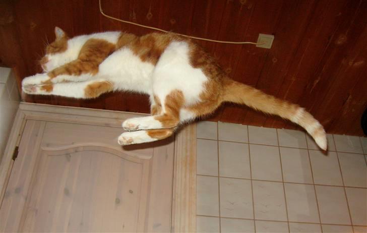 Huskat Mikki,<3 RIP - Flyyyv! xD billede 8