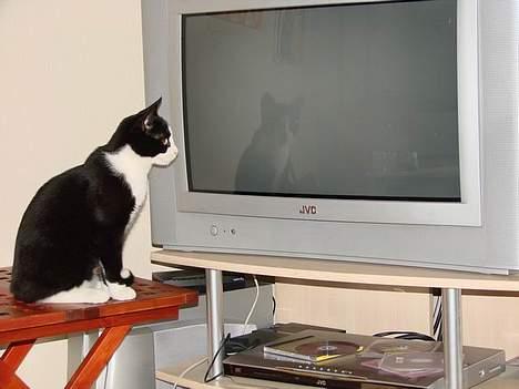 Huskat Ozzi - Kan I se hvad jeg kigger på? billede 15