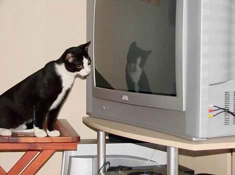 Huskat Ozzi - Jeg kan ihvertfald se noget billede 16