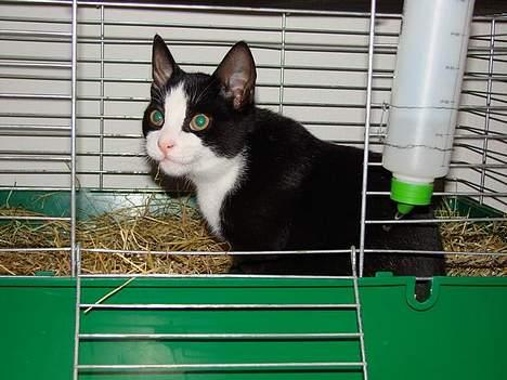 Huskat Ozzi - Siger du at jeg ikke må være her? billede 17