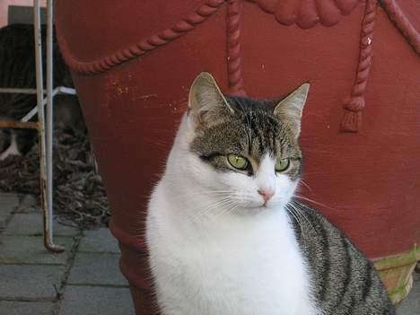 Blanding af racer Angel ' RIP  billede 17