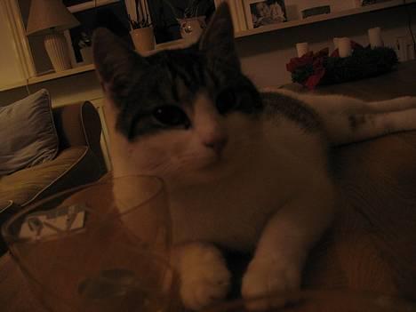 Blanding af racer Angel ' RIP  billede 18