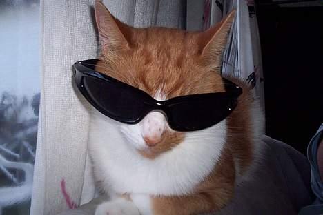 Huskat Mikki,<3 RIP - Seje Mikki,. ;D billede 9