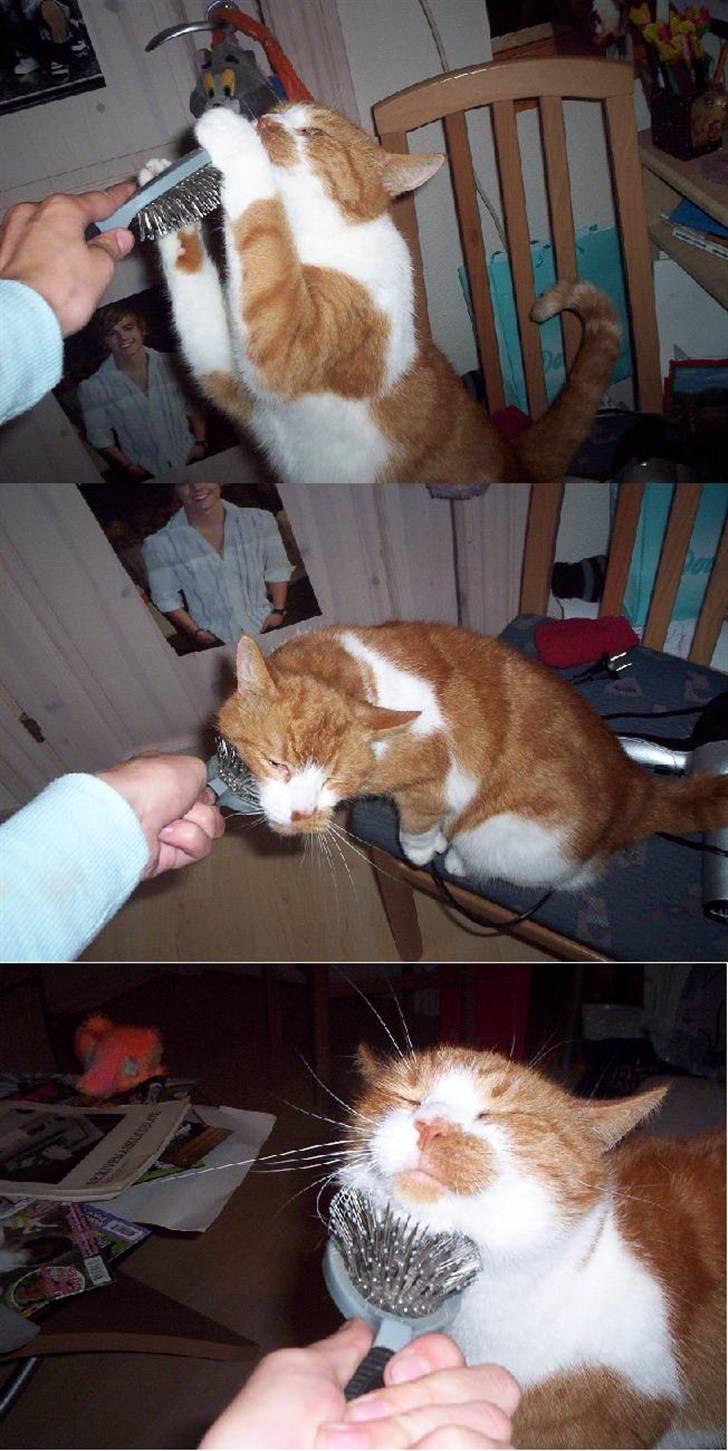 Huskat Mikki,<3 RIP - Mikki´s elskede børst, ? x]<3 billede 10