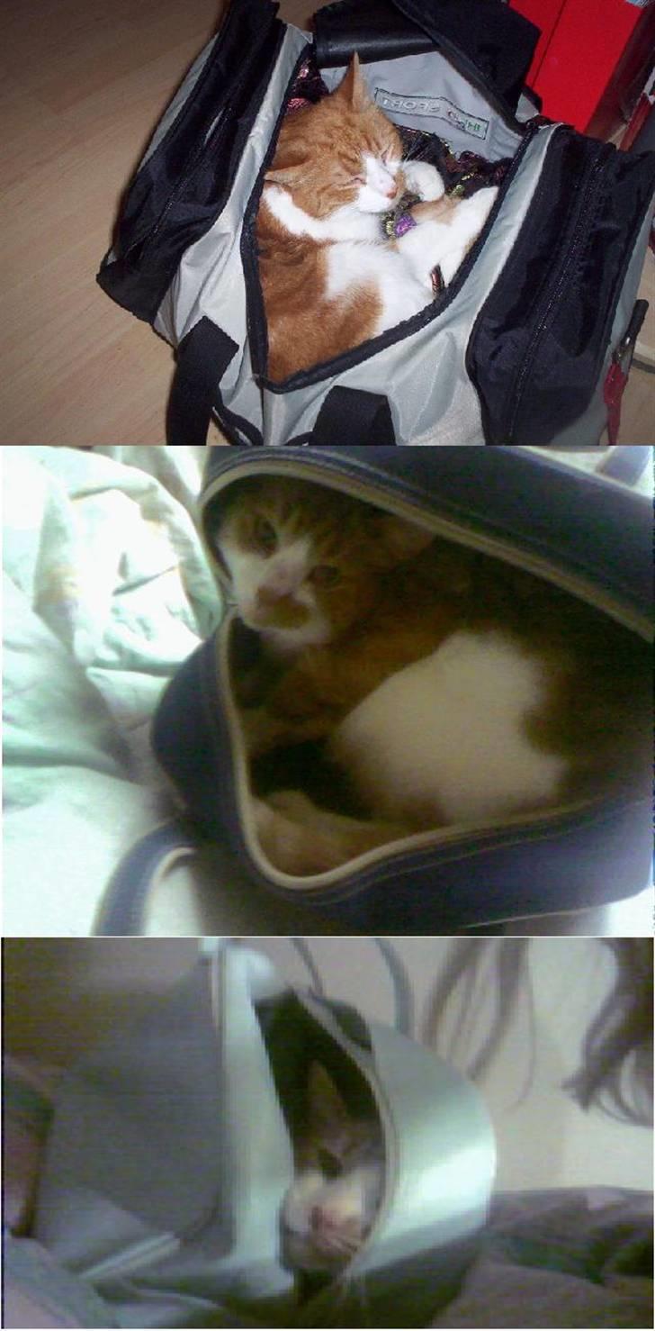 Huskat Mikki,<3 RIP - Udover han elsker sin børst, elsker han os huler, eller hva han nu kan komme ind i,. ;D<3 billede 11