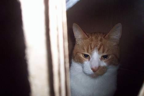 Huskat Mikki,<3 RIP billede 12