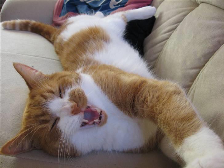 Huskat Mikki,<3 RIP billede 13