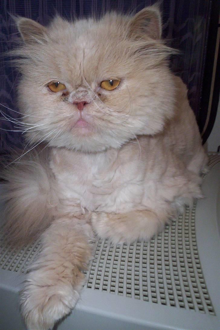 Perser Molly,<3 R.I.P. :'/ billede 1