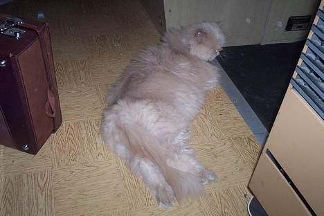 Perser Molly,<3 R.I.P. :'/ billede 2