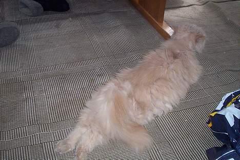 Perser Molly,<3 R.I.P. :'/ - Ja okay, hun har sine mærkelige måder og ligge på, ? :p billede 3