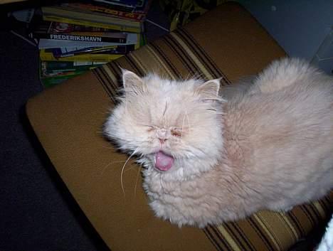 Perser Molly,<3 R.I.P. :'/ billede 4