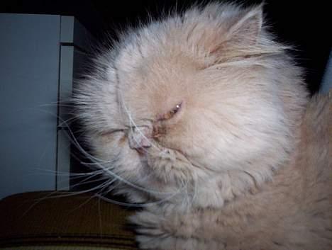 Perser Molly,<3 R.I.P. :'/ - Dræber Blik, ? ö :p billede 5