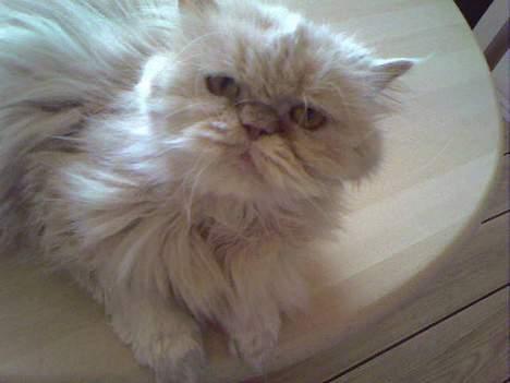 Perser Molly,<3 R.I.P. :'/ billede 6