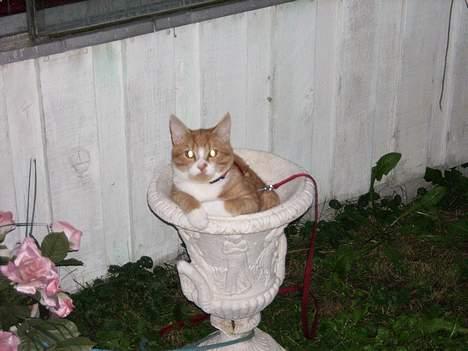 Huskat Tot billede 13