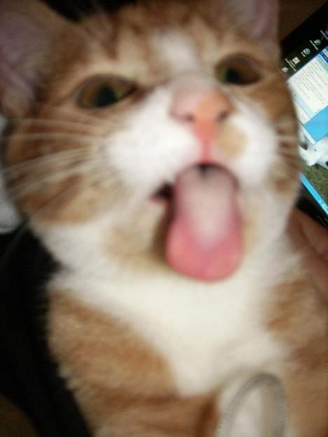 Huskat Tot billede 14