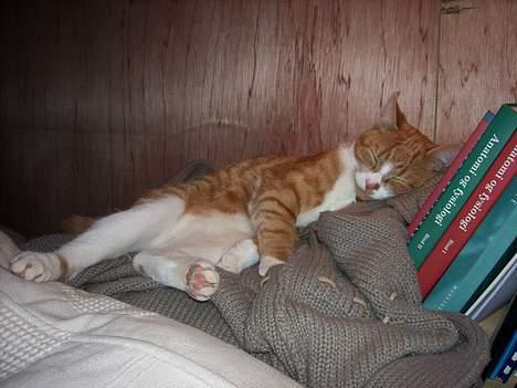 Huskat Tot billede 15