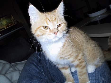 Blanding af racer Zimba billede 9