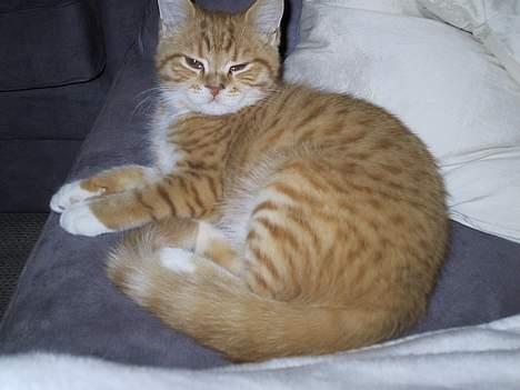 Blanding af racer Zimba billede 10