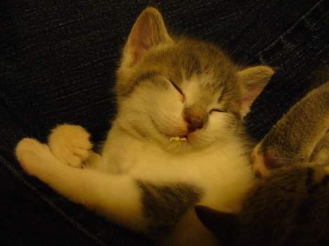 Huskat Timmay - Lille Timmay gået kold i mit skød efter en omgang ormekur... adder! billede 17