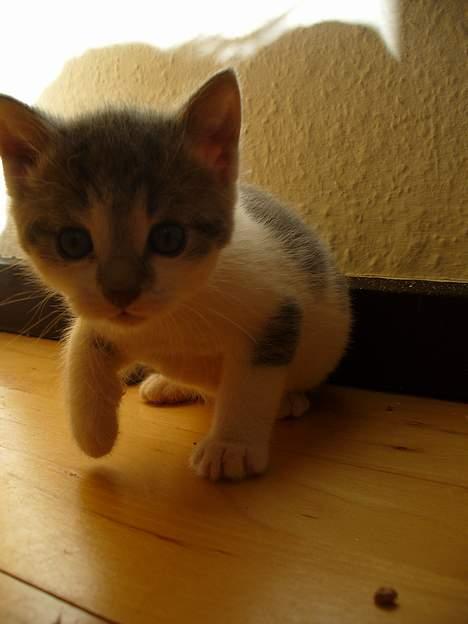 Huskat Timmay - Timmay ! lille missen... billede 18