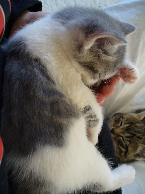 Huskat Timmay - Sovetryne billede 19