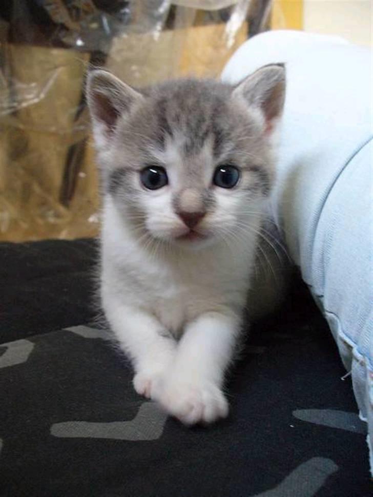 Huskat Timmay - Smukke Timmay, 31 maj 2006 billede 20