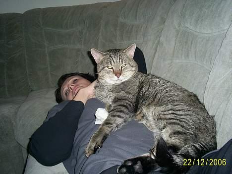 Huskat Miv ( død ) ;( - se som jeg hygger :) billede 1